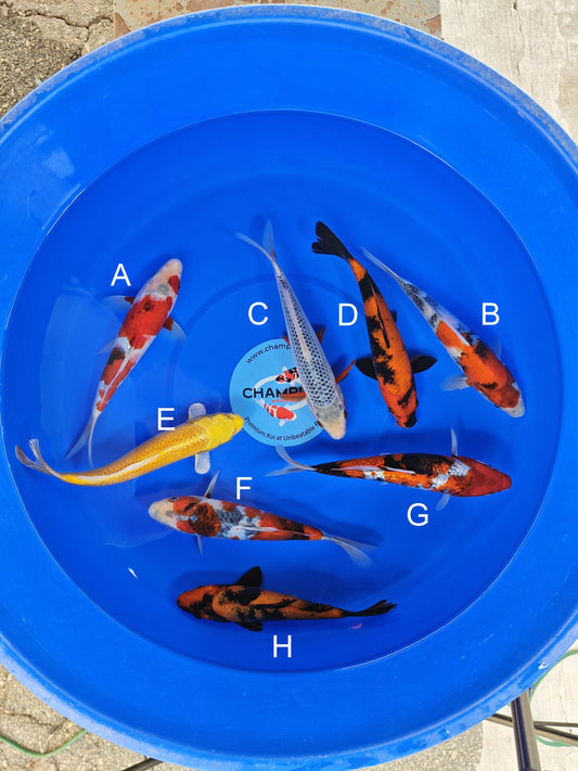 Ogata Showa koi for sale — 22-25 cm at ChampKoi