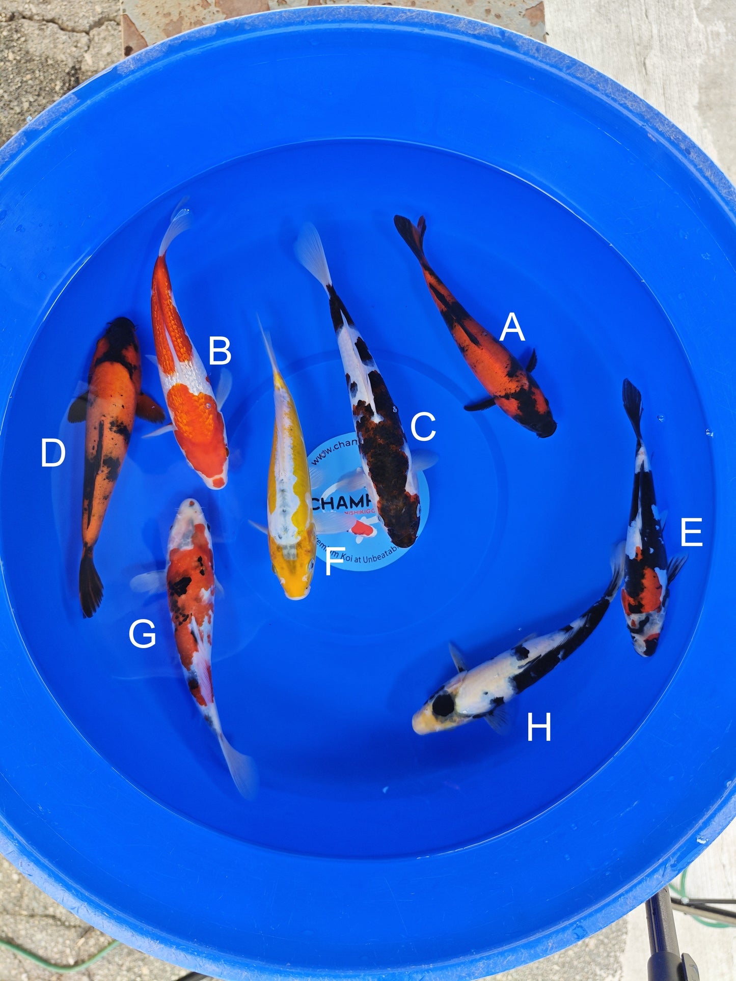 Ogata Hi Utsuri koi for sale — 22-25 cm at ChampKoi