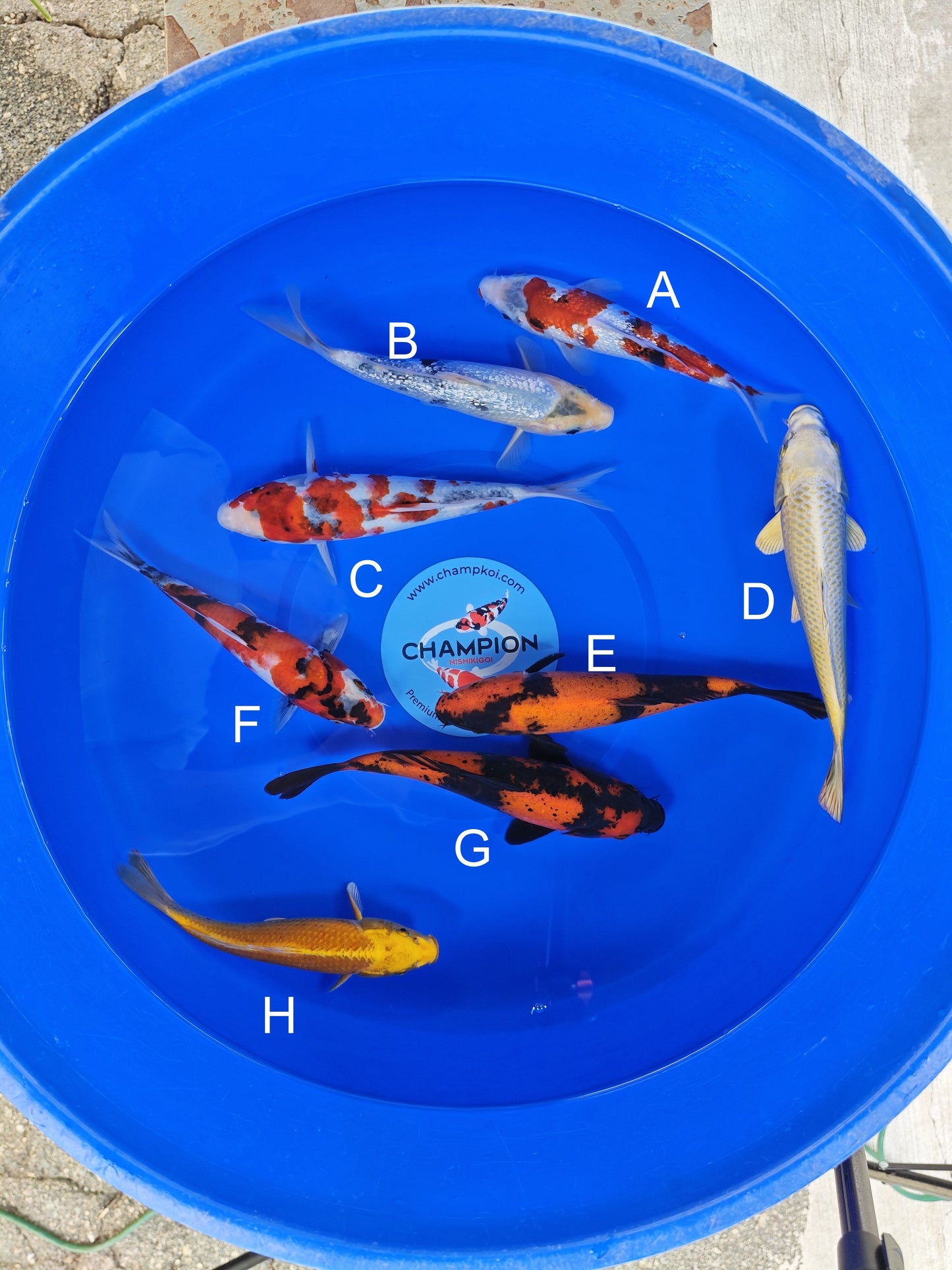 Ogata Ginrin Showa koi for sale — 22-25 cm at ChampKoi