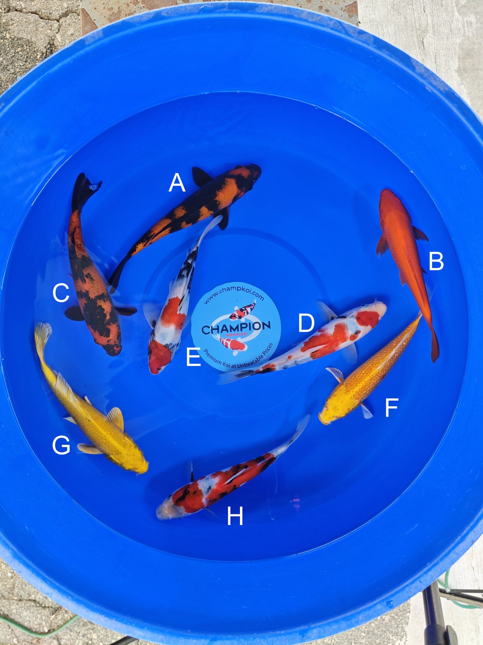 Ogata Hi Utsuri koi for sale — 22-25 cm at ChampKoi