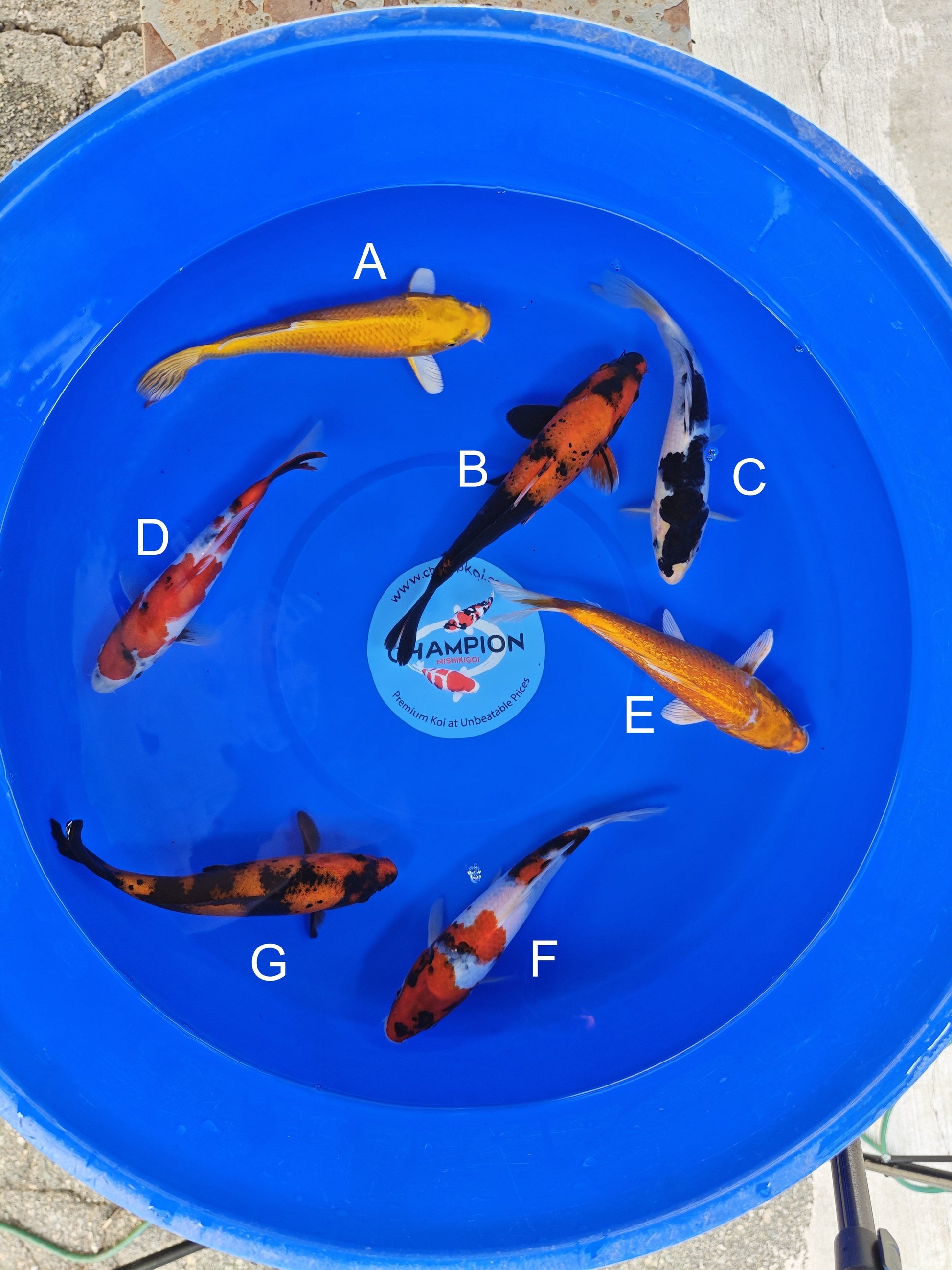 Ogata Yamabuki Ogon koi for sale — 22-25 cm at ChampKoi