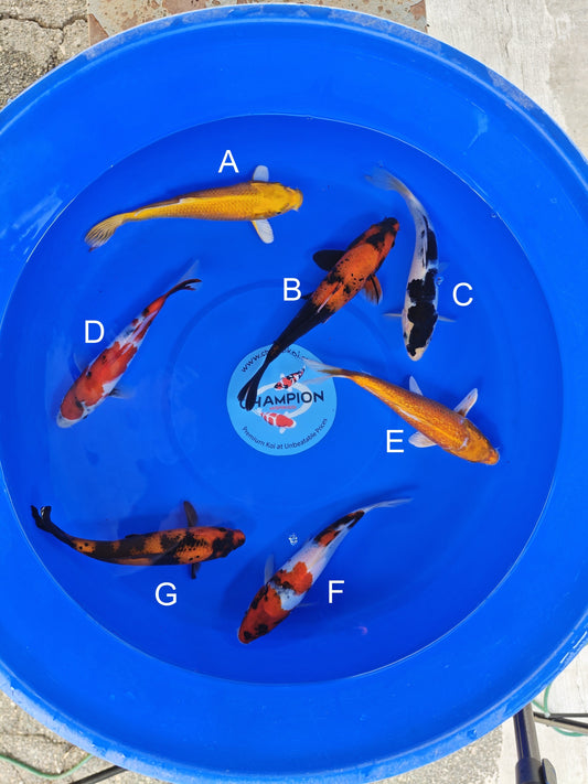 Ogata Yamabuki Ogon koi for sale — 22-25 cm at ChampKoi
