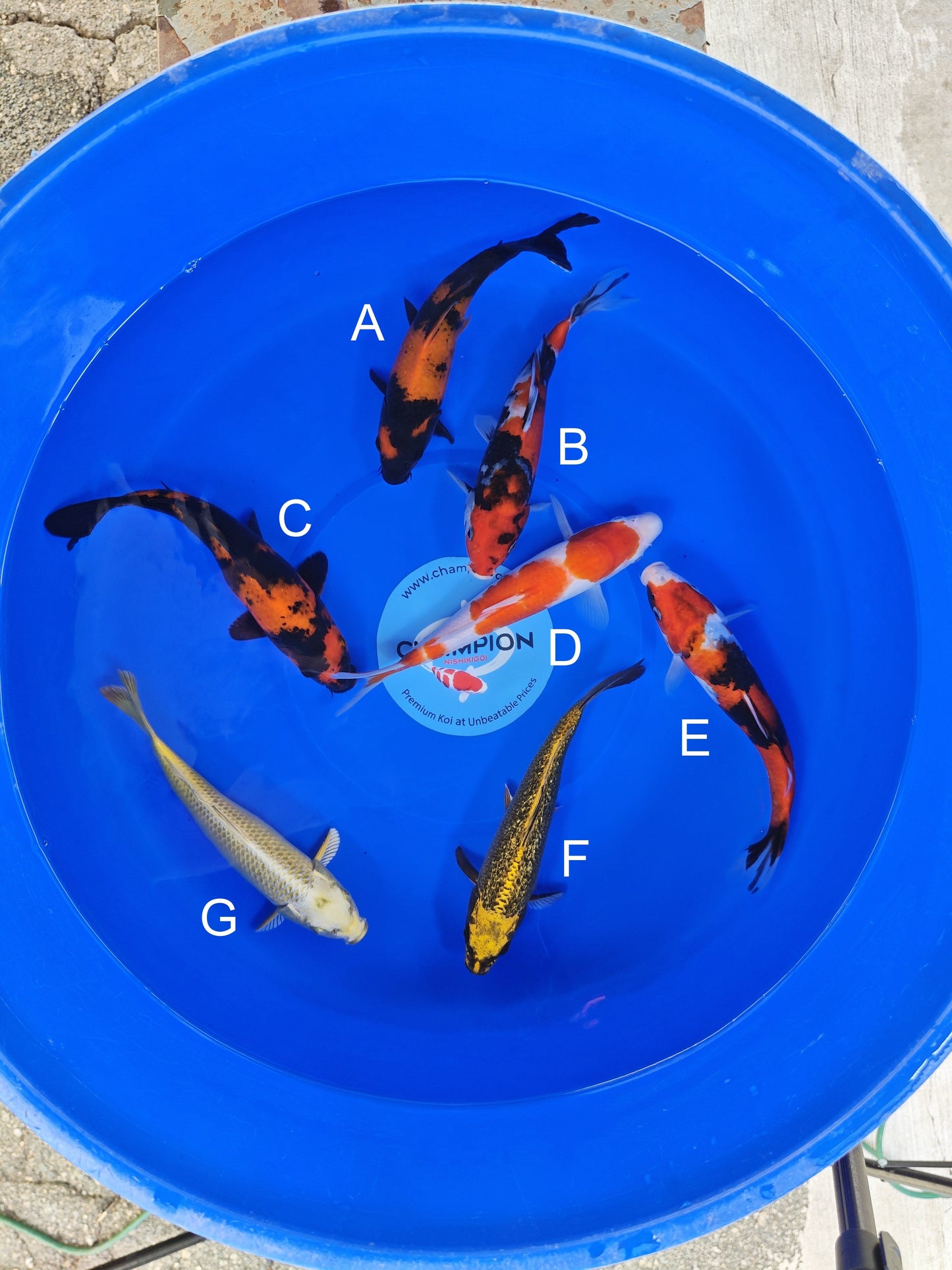 Ogata Hi Utsuri koi for sale — 22-25 cm at ChampKoi