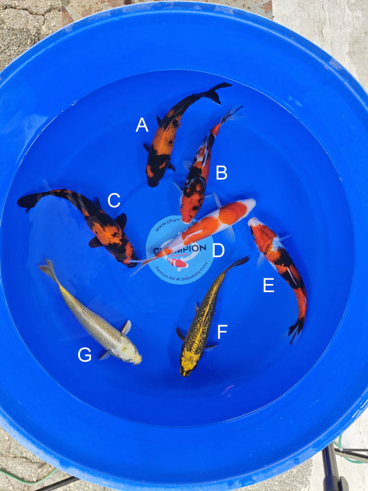 Ogata Hi Utsuri koi for sale — 22-25 cm at ChampKoi