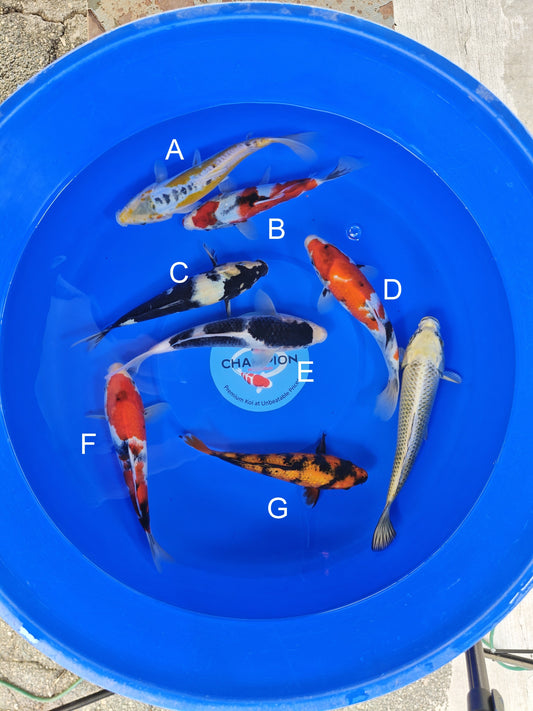 Ogata Ki Shusui (Ayawakaba) koi for sale — 22-25 cm at ChampKoi