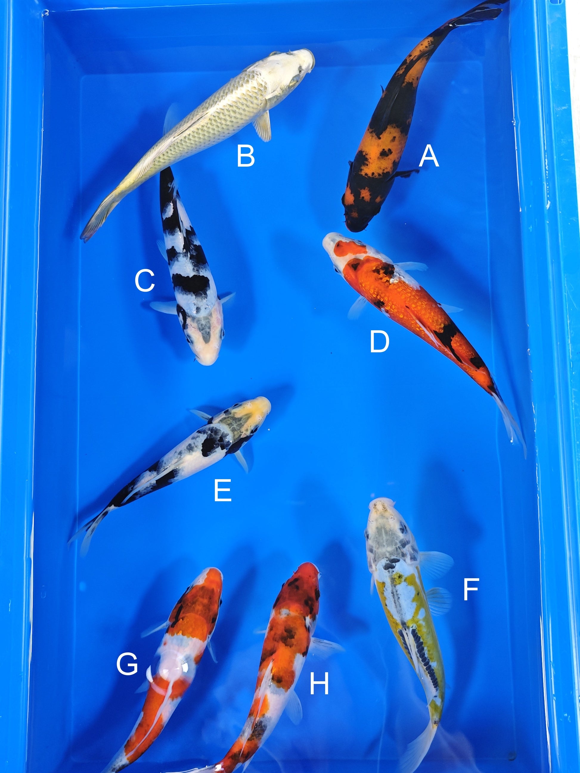 Ogata Hi Utsuri koi for sale — 19-21 cm at ChampKoi