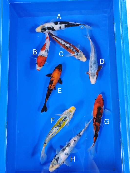 Ogata Shiro Utsuri koi for sale — 19-21 cm at ChampKoi