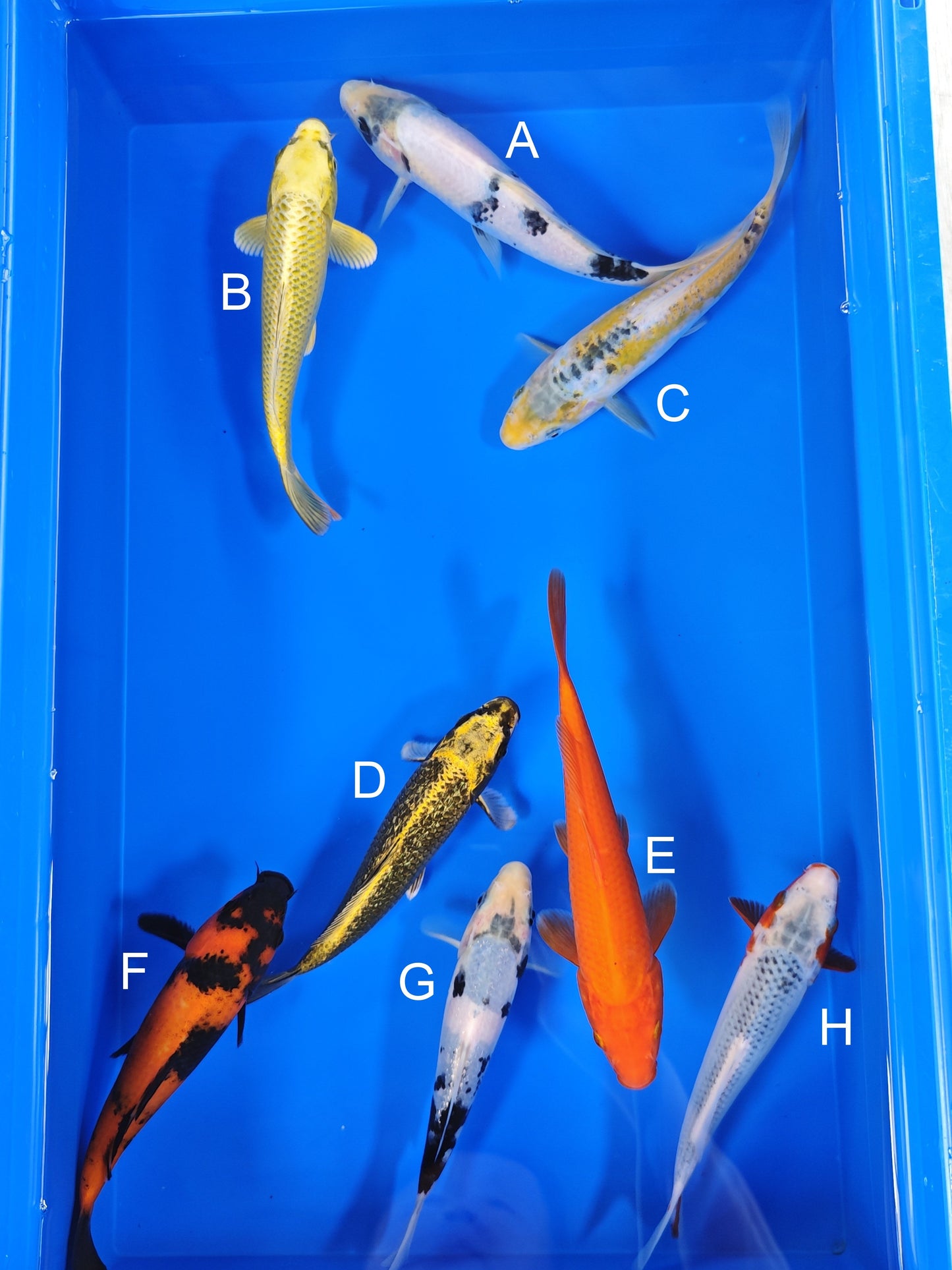 Ogata Shiro Utsuri koi for sale — 19-21 cm at ChampKoi