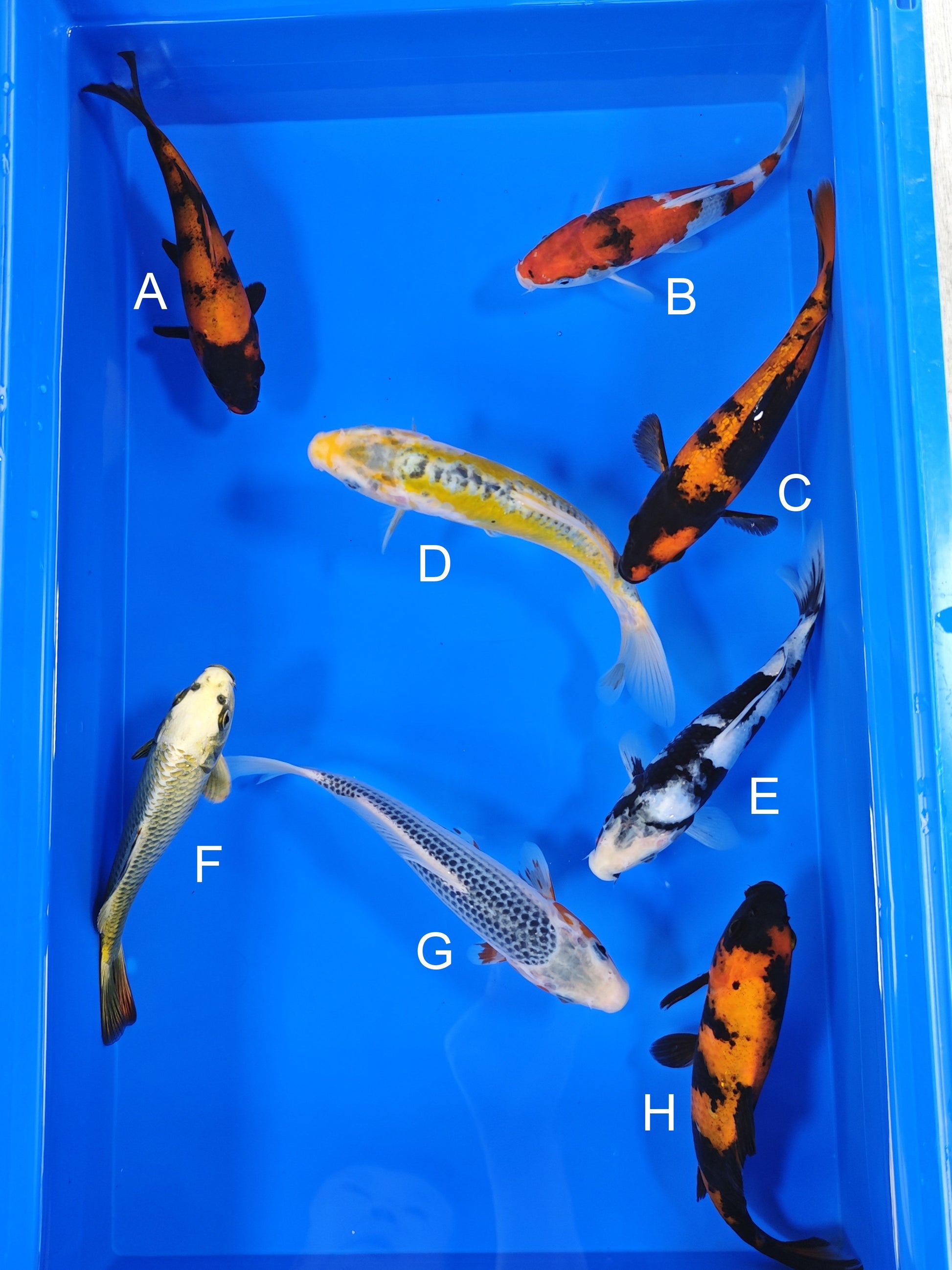 Ogata Hi Utsuri koi for sale — 19-21 cm at ChampKoi