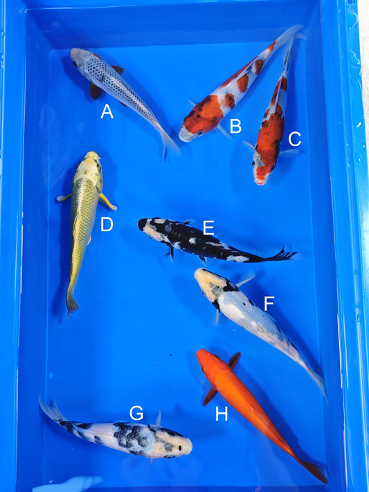 Ogata Asagi koi for sale — 20-22 cm at ChampKoi