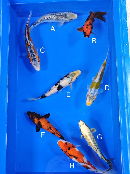Ogata Ginrin Asagi koi for sale — 20-22 cm at ChampKoi