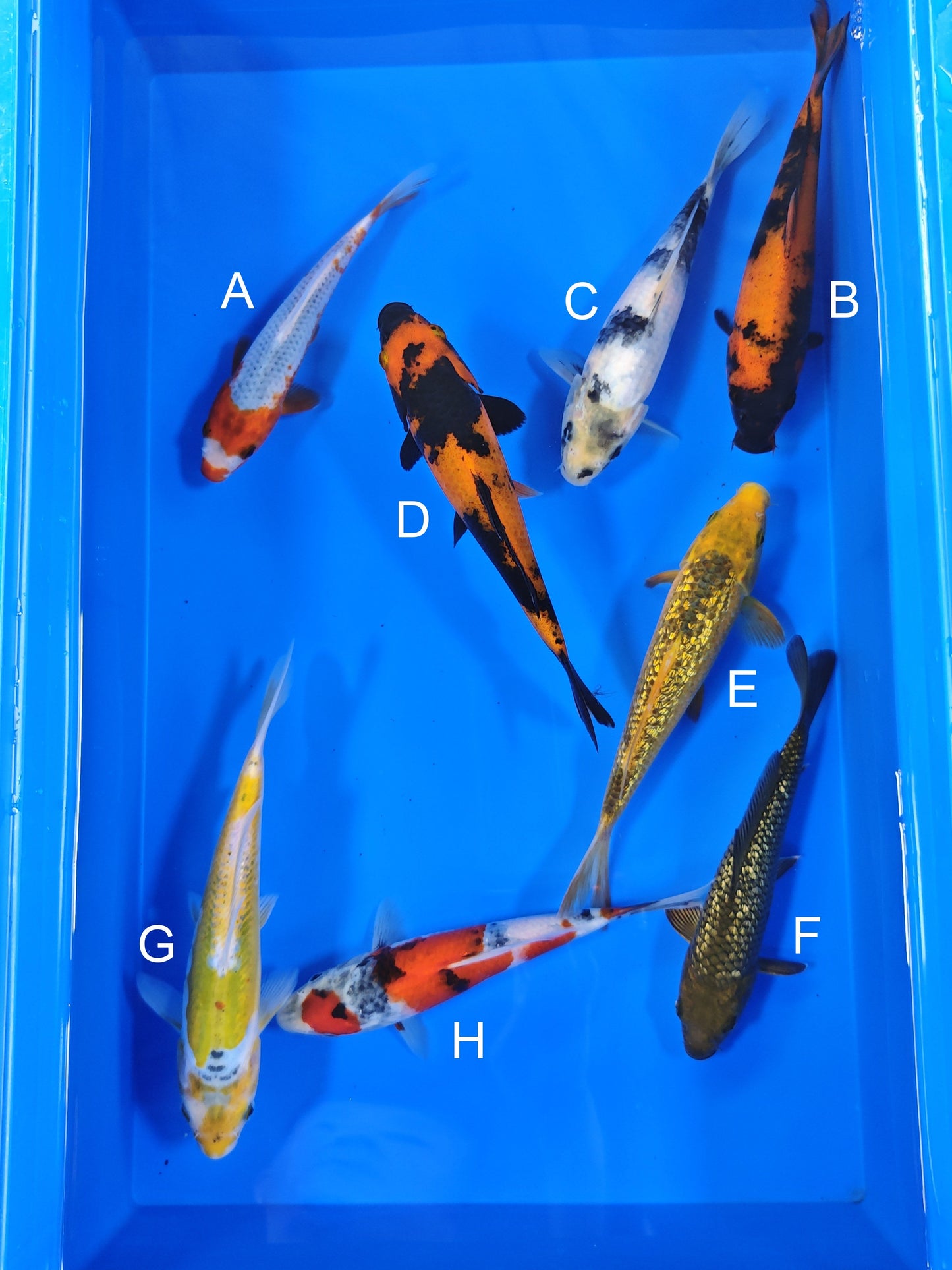 Ogata Asagi koi for sale — 18-21 cm at ChampKoi