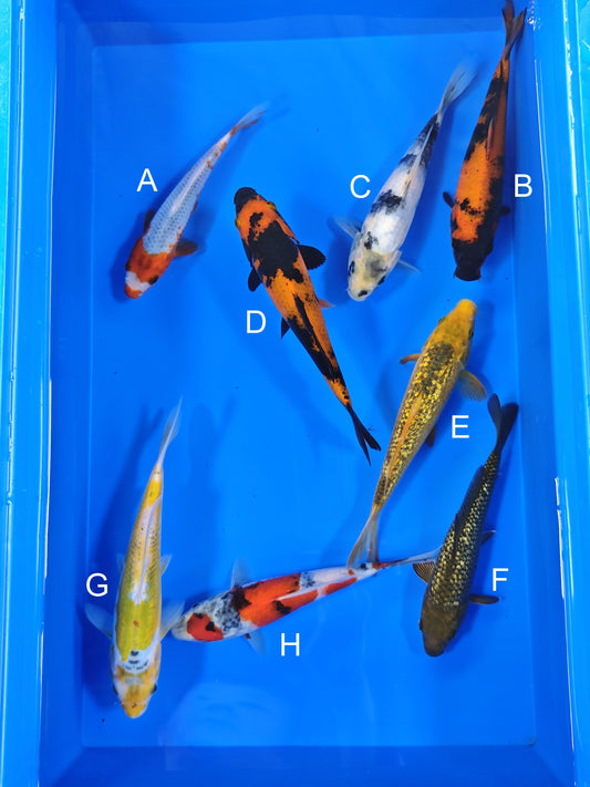 Ogata Asagi koi for sale — 18-21 cm at ChampKoi