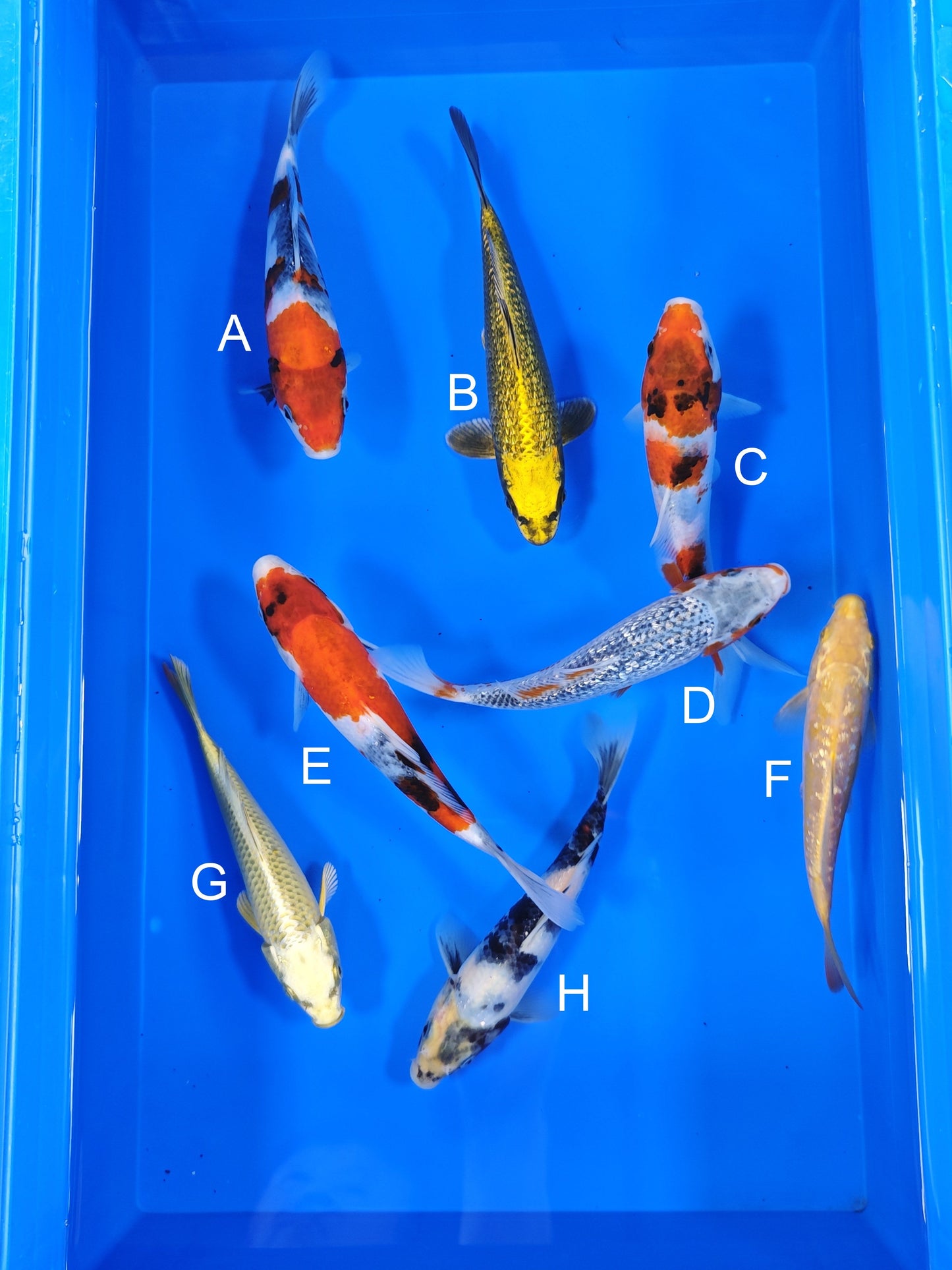 Ogata Showa koi for sale — 18-21 cm at ChampKoi