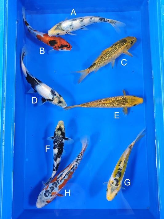 Ogata Shiro Utsuri koi for sale — 18-21 cm at ChampKoi