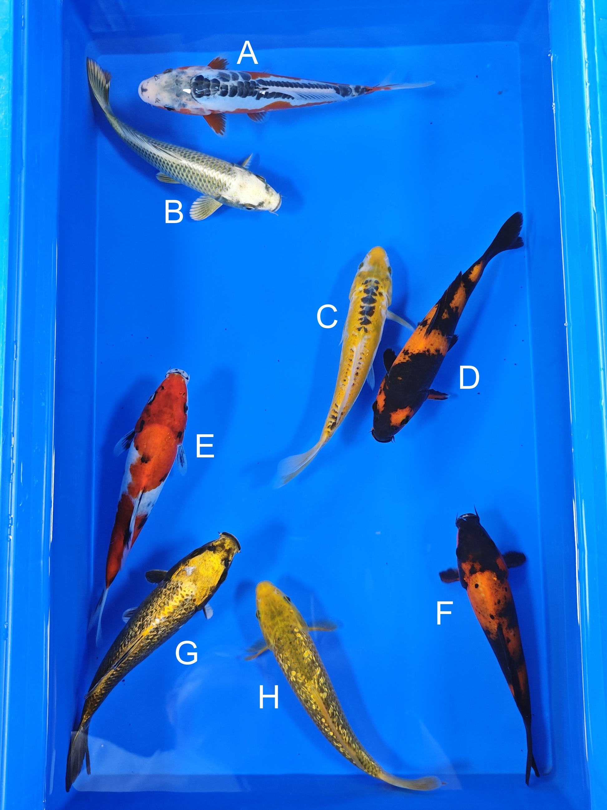 Ogata Shusui koi for sale — 18-21 cm at ChampKoi