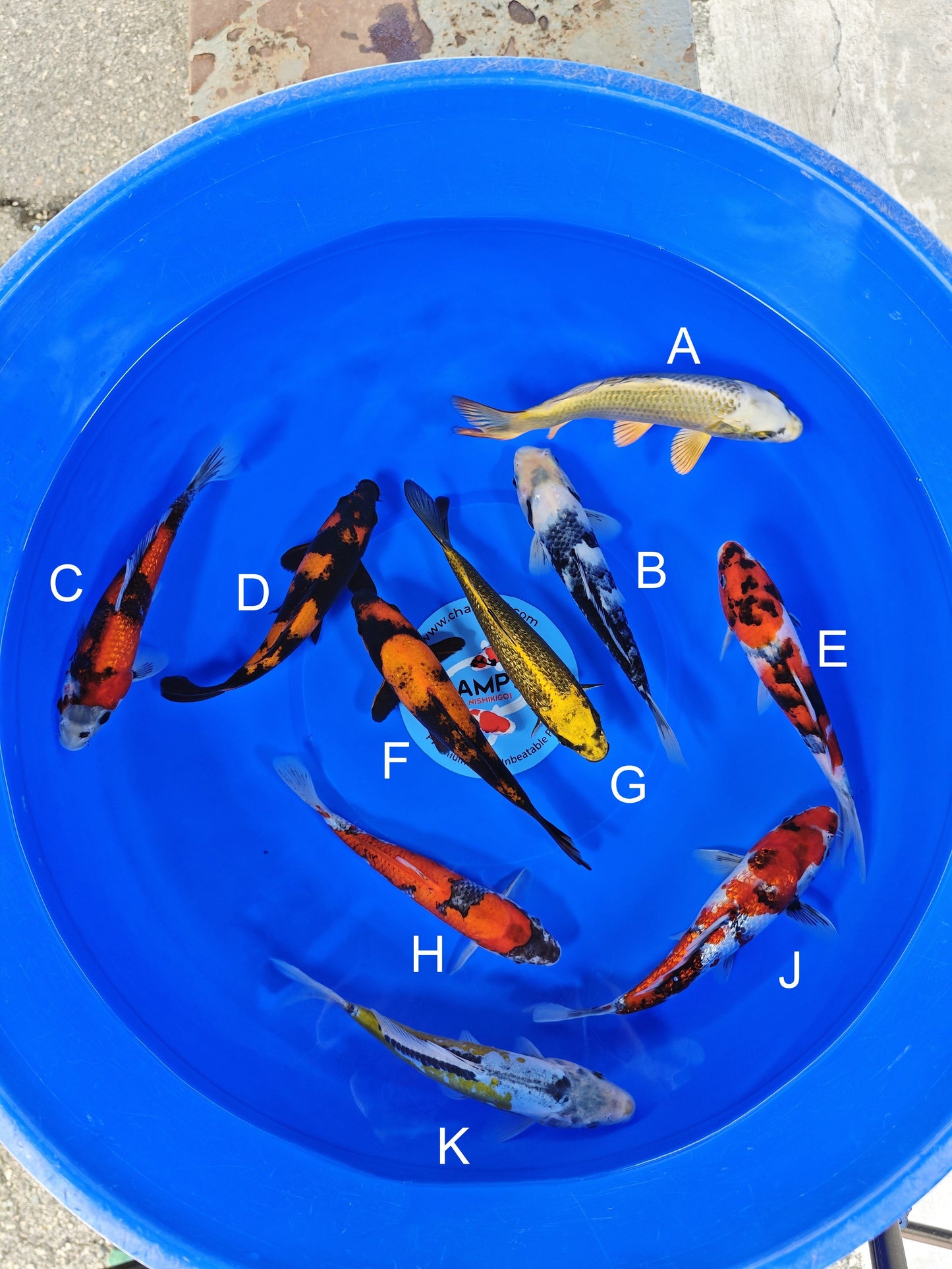 Ogata Mukashi Ogon koi for sale — 20-23 cm at ChampKoi