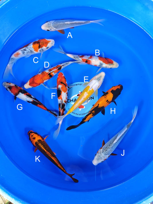 Ogata Asagi koi for sale — 20-23 cm at ChampKoi