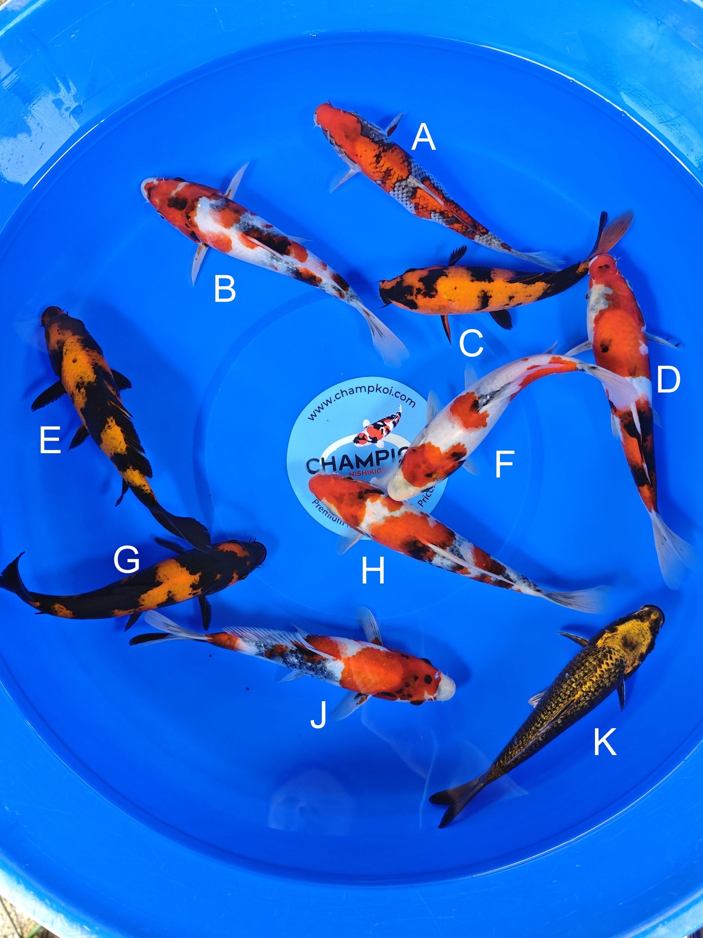 Ogata Goshiki koi for sale — 20-23 cm at ChampKoi