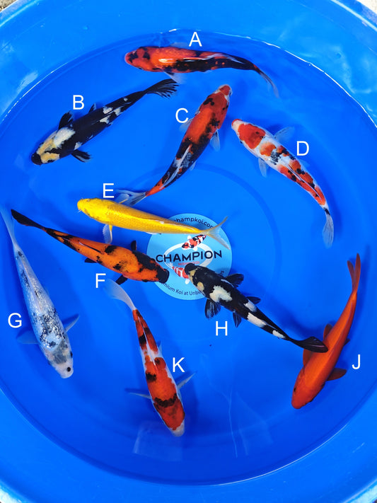 Ogata Ginrin Showa koi for sale — 20-23 cm at ChampKoi