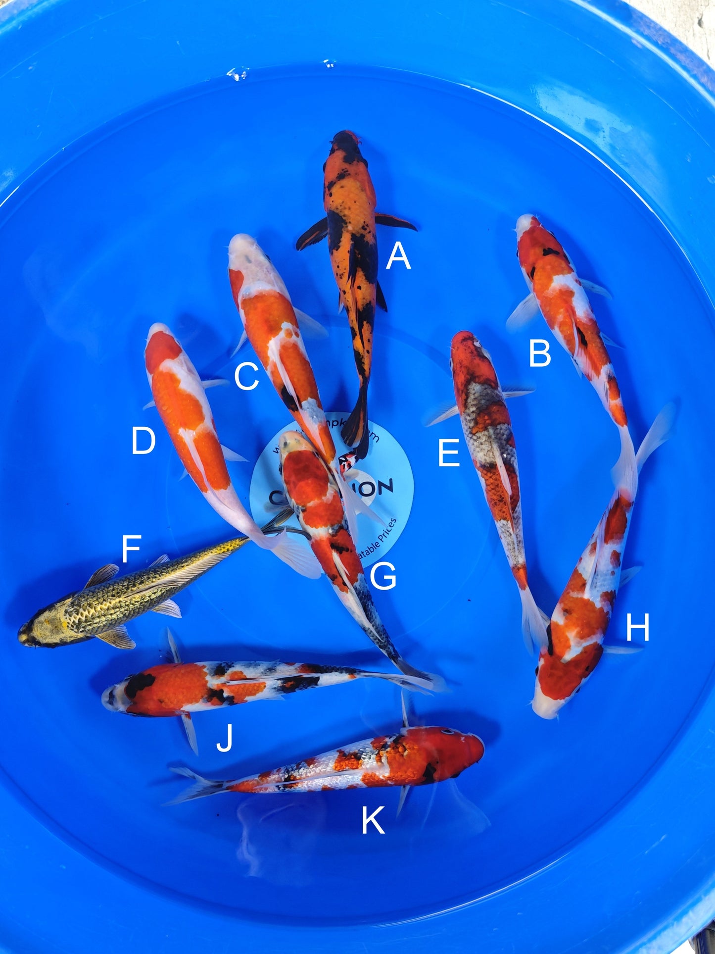 Ogata Hi Utsuri koi for sale — 20-23 cm at ChampKoi
