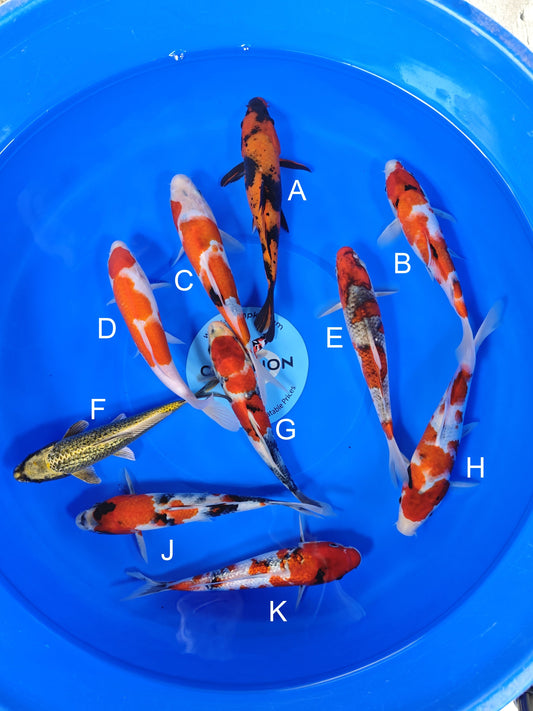 Ogata Hi Utsuri koi for sale — 20-23 cm at ChampKoi