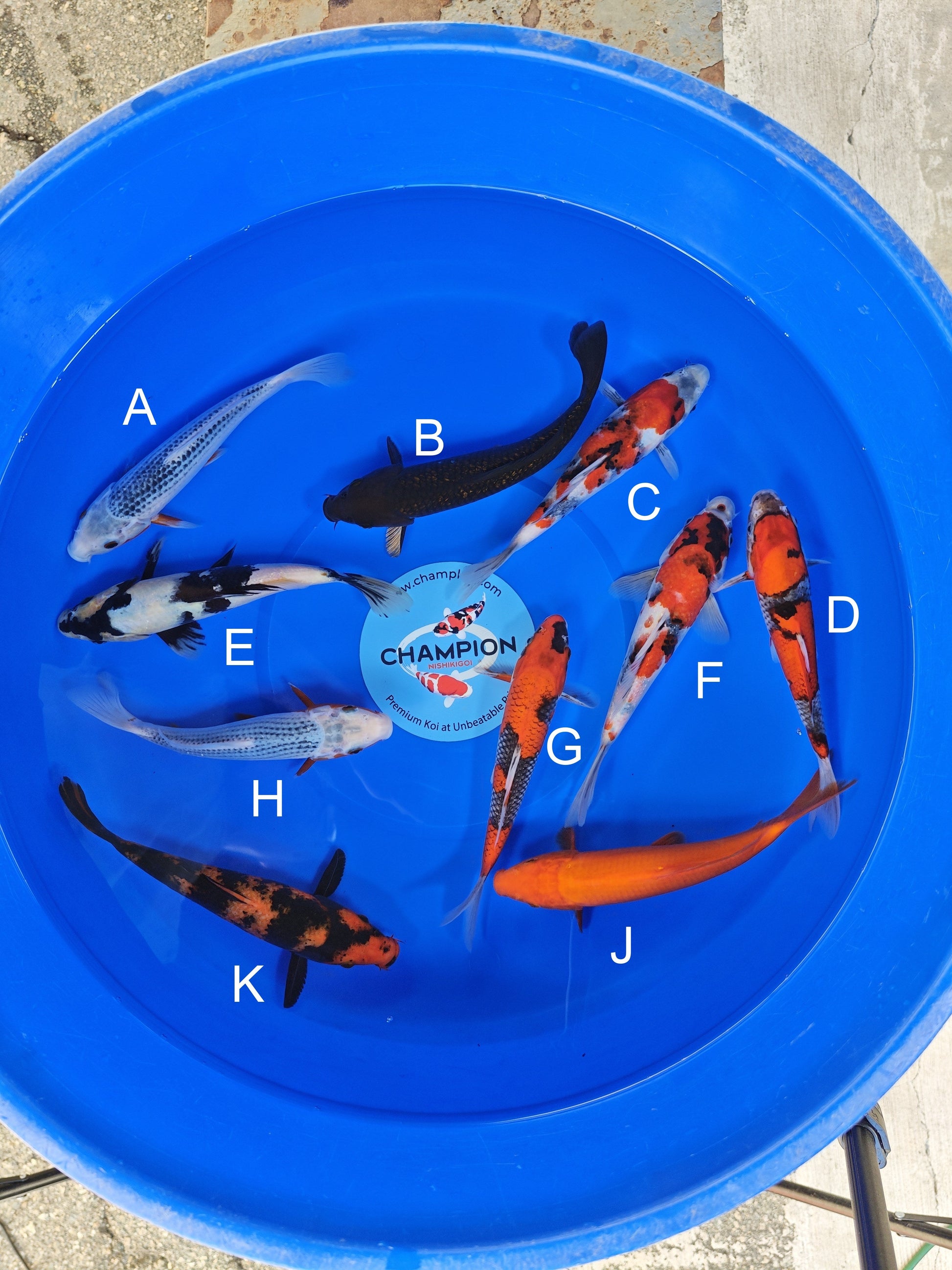 Ogata Asagi koi for sale — 20-23 cm at ChampKoi