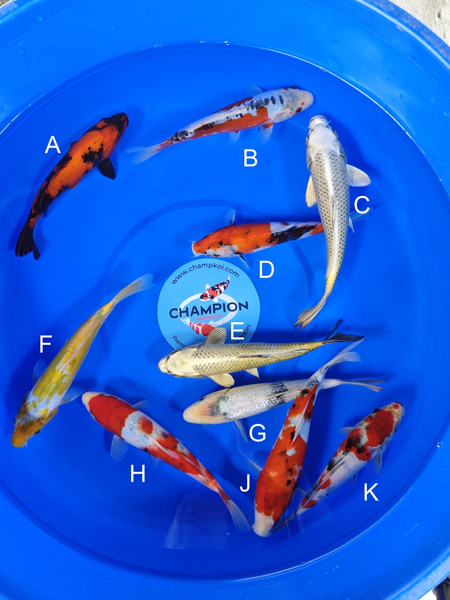 Ogata Hi Utsuri koi for sale — 20-23 cm at ChampKoi