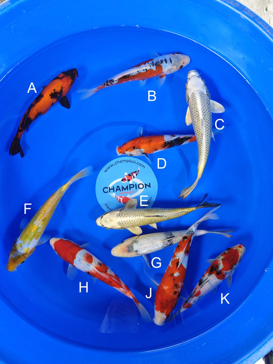 Ogata Hi Utsuri koi for sale — 20-23 cm at ChampKoi