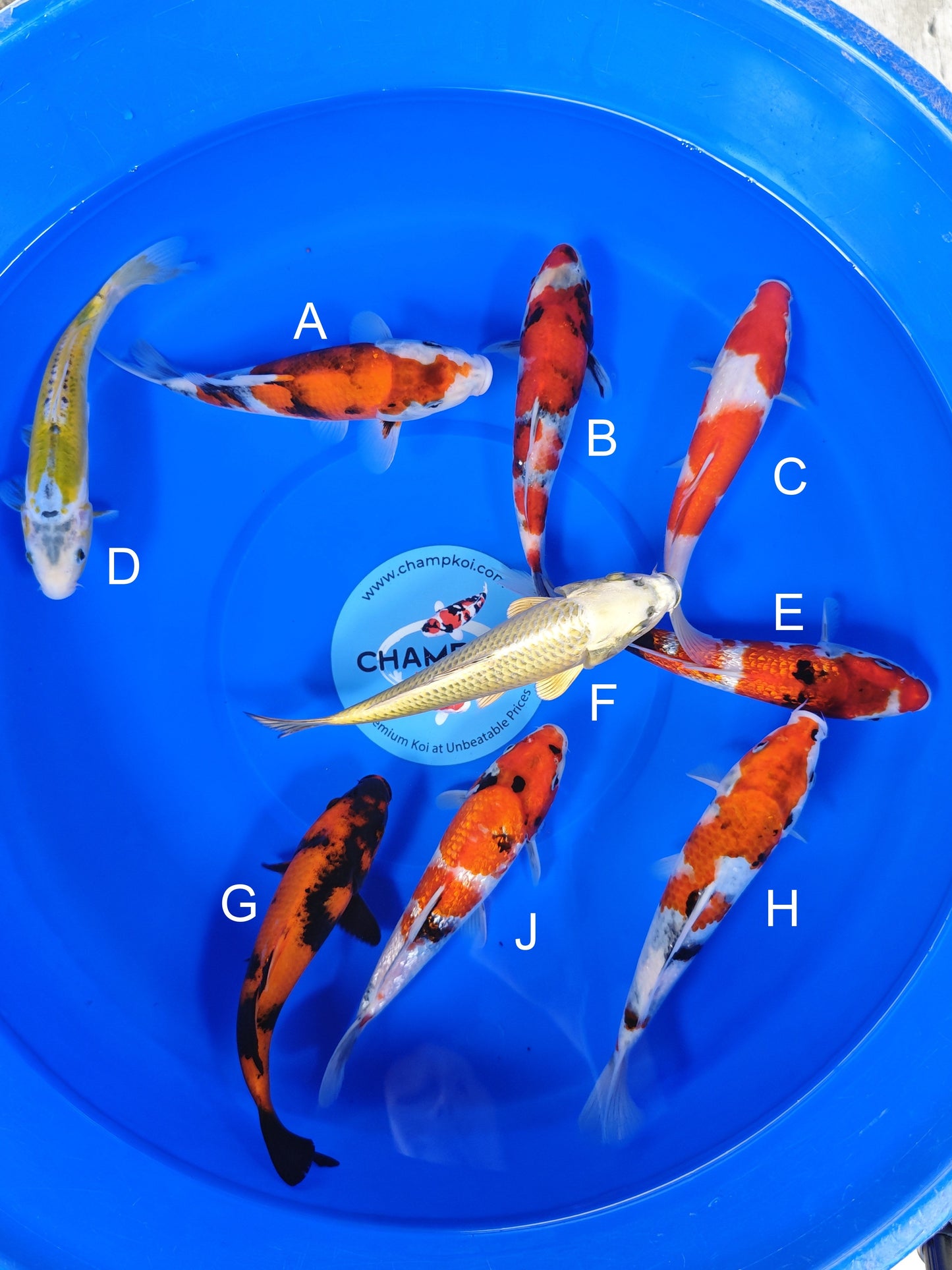 Ogata Showa koi for sale — 20-23 cm at ChampKoi