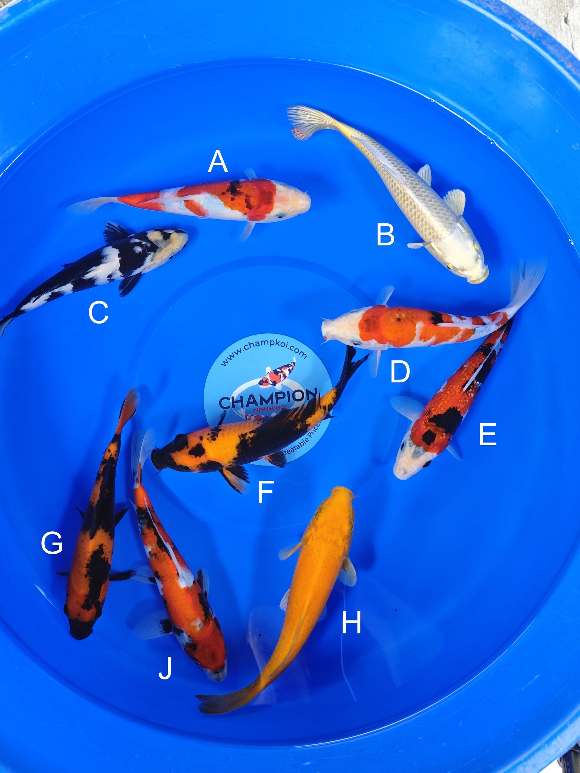Ogata Showa koi for sale — 20-23 cm at ChampKoi