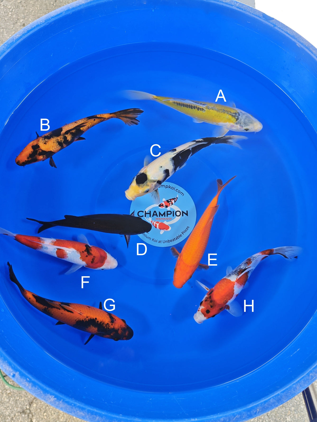 Ogata Aya Wakaba koi for sale — 20-22 cm at ChampKoi