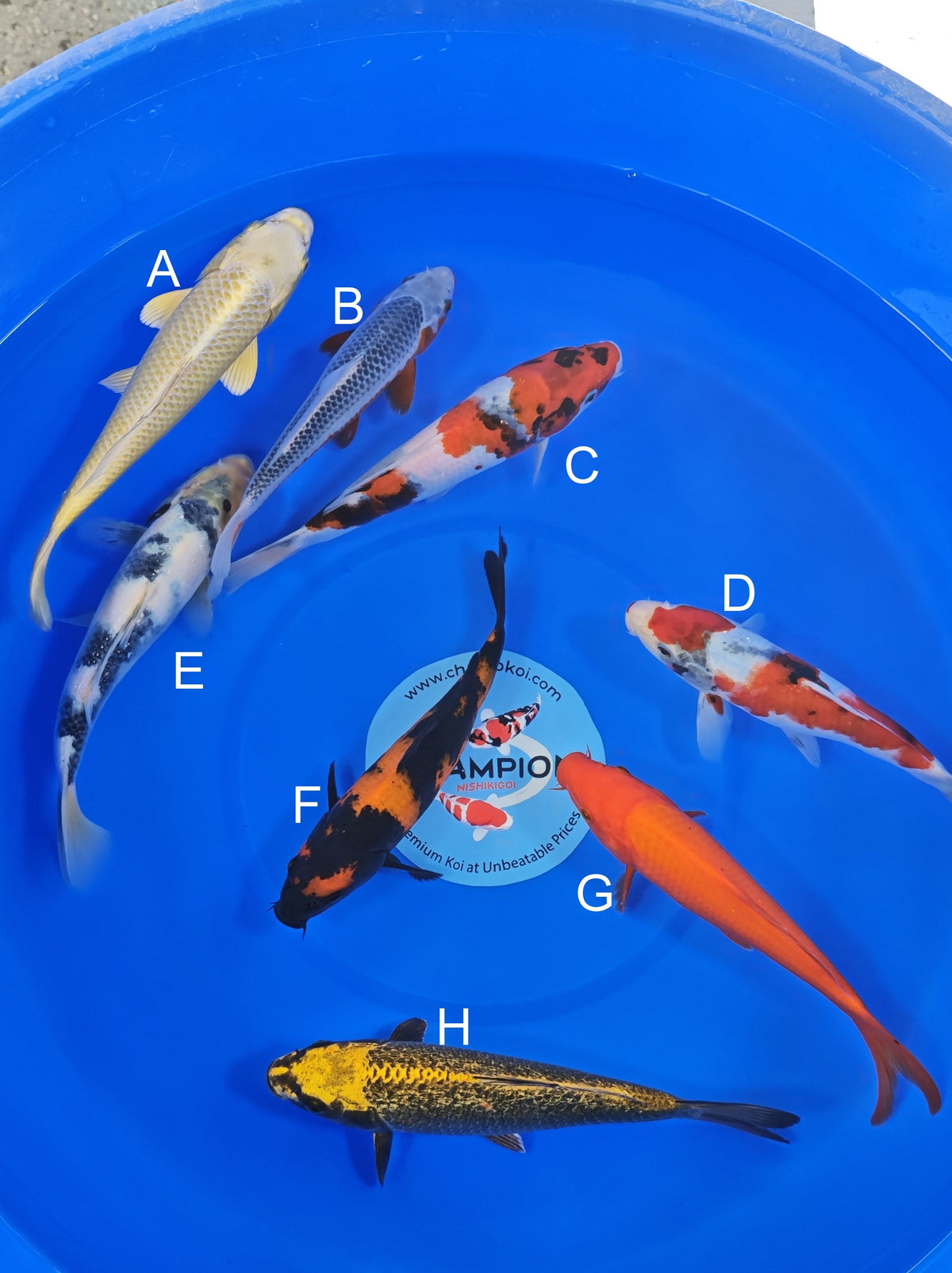 Ogata Mukashi Ogon koi for sale — 20-22 cm at ChampKoi