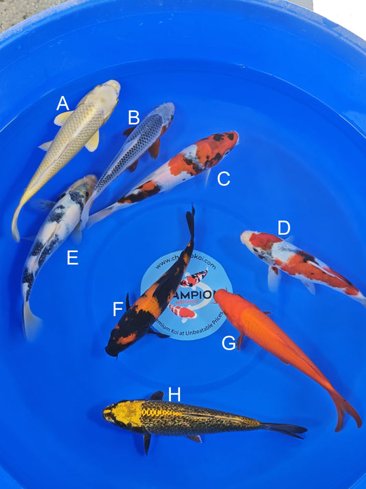 Ogata Mukashi Ogon koi for sale — 20-22 cm at ChampKoi