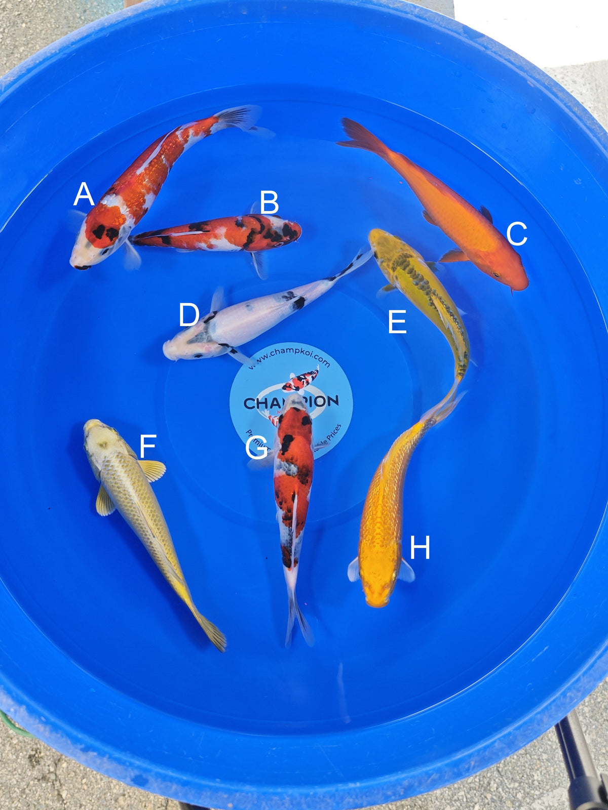 Ogata Ginrin Showa koi for sale — 20-22 cm at ChampKoi