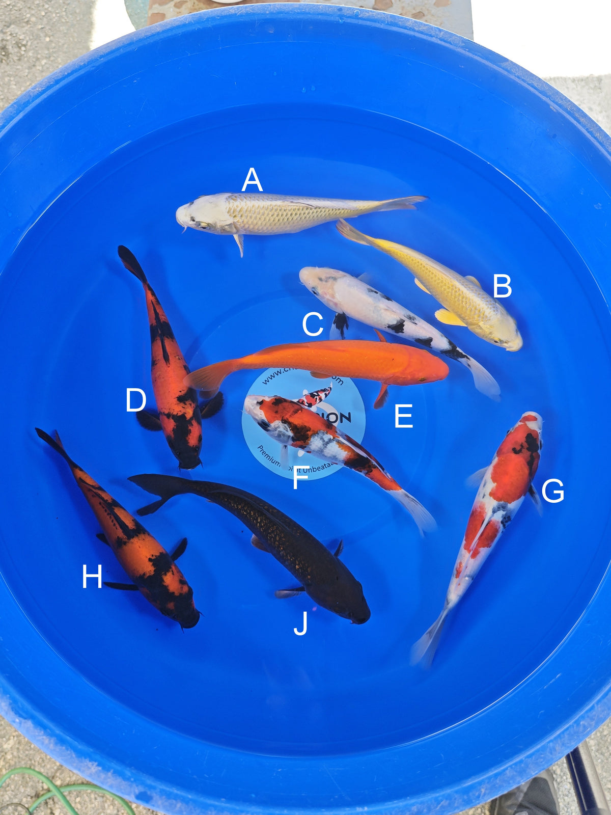 Ogata Mukashi Ogon koi for sale — 20-22 cm at ChampKoi