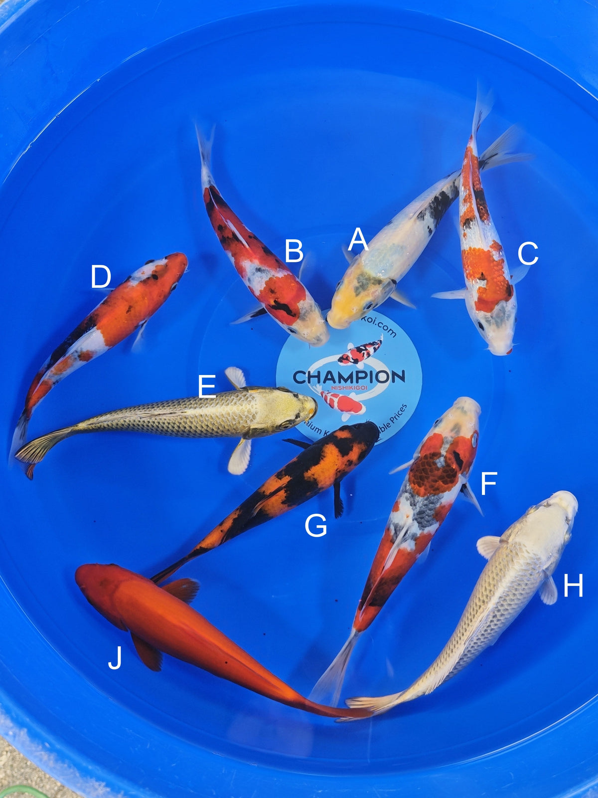 Ogata Shiro Utsuri koi for sale — 20-22 cm at ChampKoi