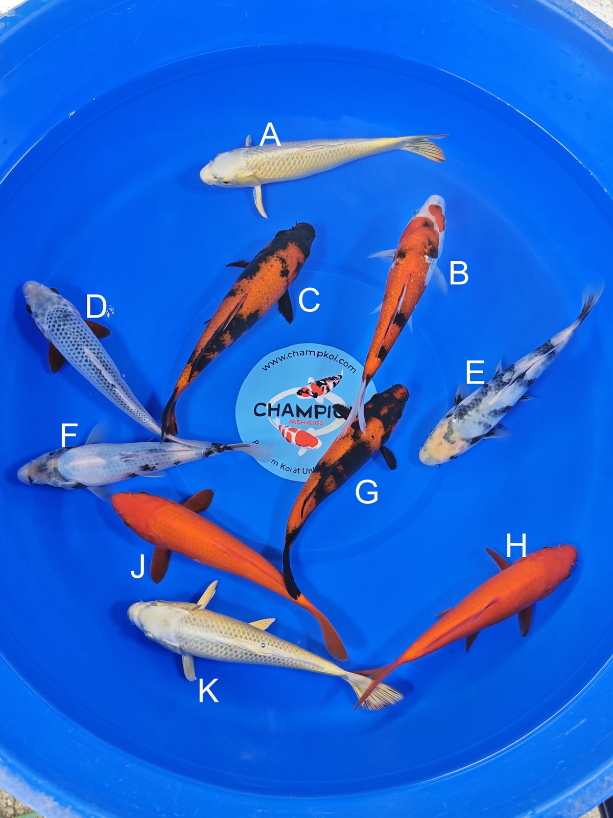Ogata Mukashi Ogon koi for sale — 18-20 cm at ChampKoi