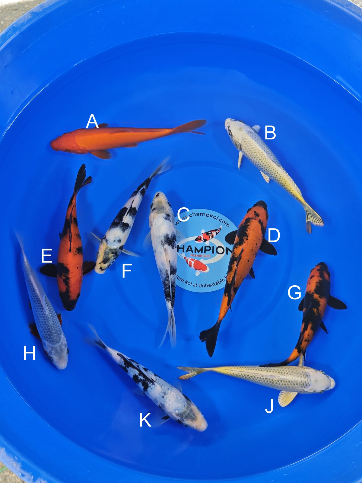 Ogata Benigoi koi for sale — 18-20 cm at ChampKoi