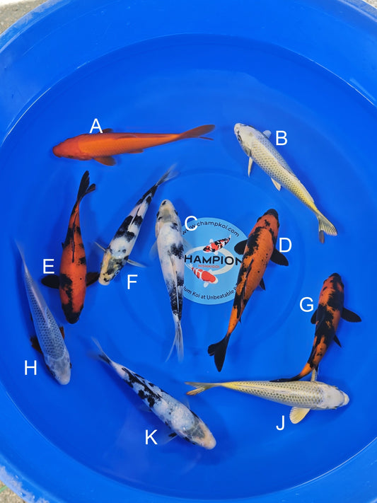 Ogata Benigoi koi for sale — 18-20 cm at ChampKoi