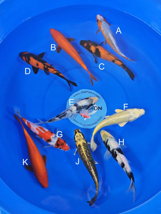 Ogata Asagi koi for sale — 18-20 cm at ChampKoi