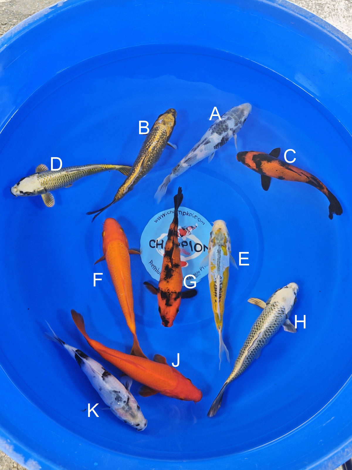 Ogata Shiro Utsuri koi for sale — 18-20 cm at ChampKoi