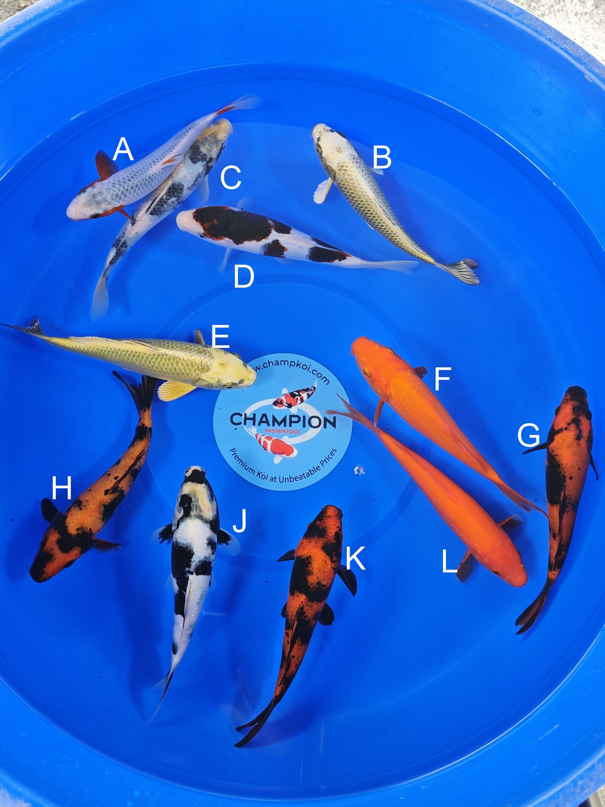 Ogata Asagi koi for sale — 18-20 cm at ChampKoi