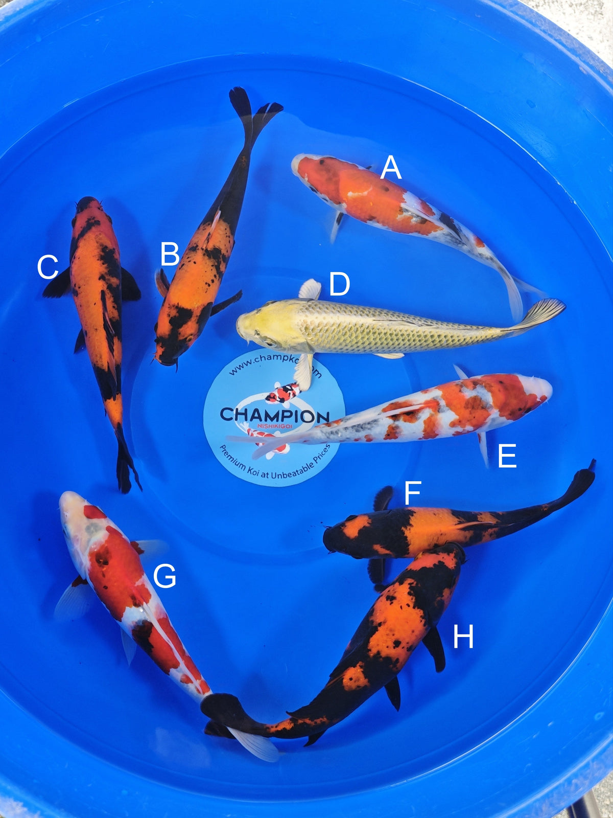 Ogata Showa koi for sale — 22-25 cm at ChampKoi