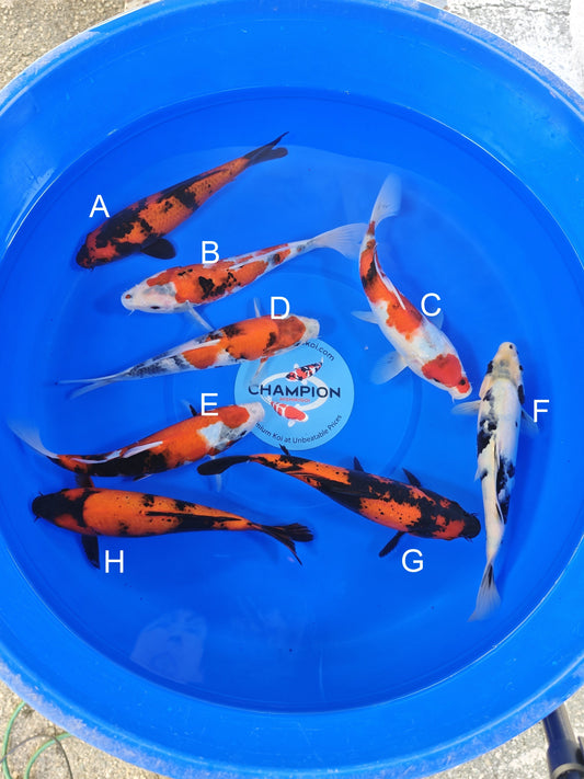 Ogata Hi Utsuri koi for sale — 22-25 cm at ChampKoi