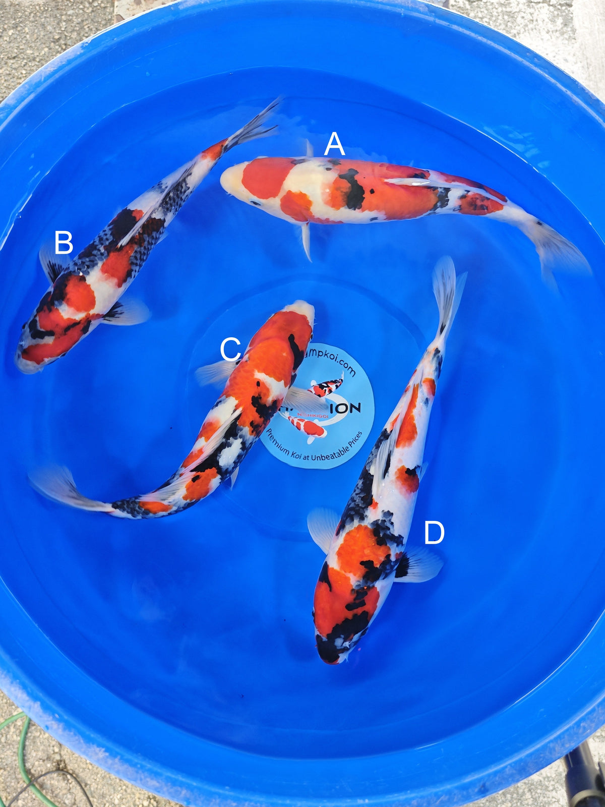 Ogata Sanke koi for sale — 32-35 cm at ChampKoi