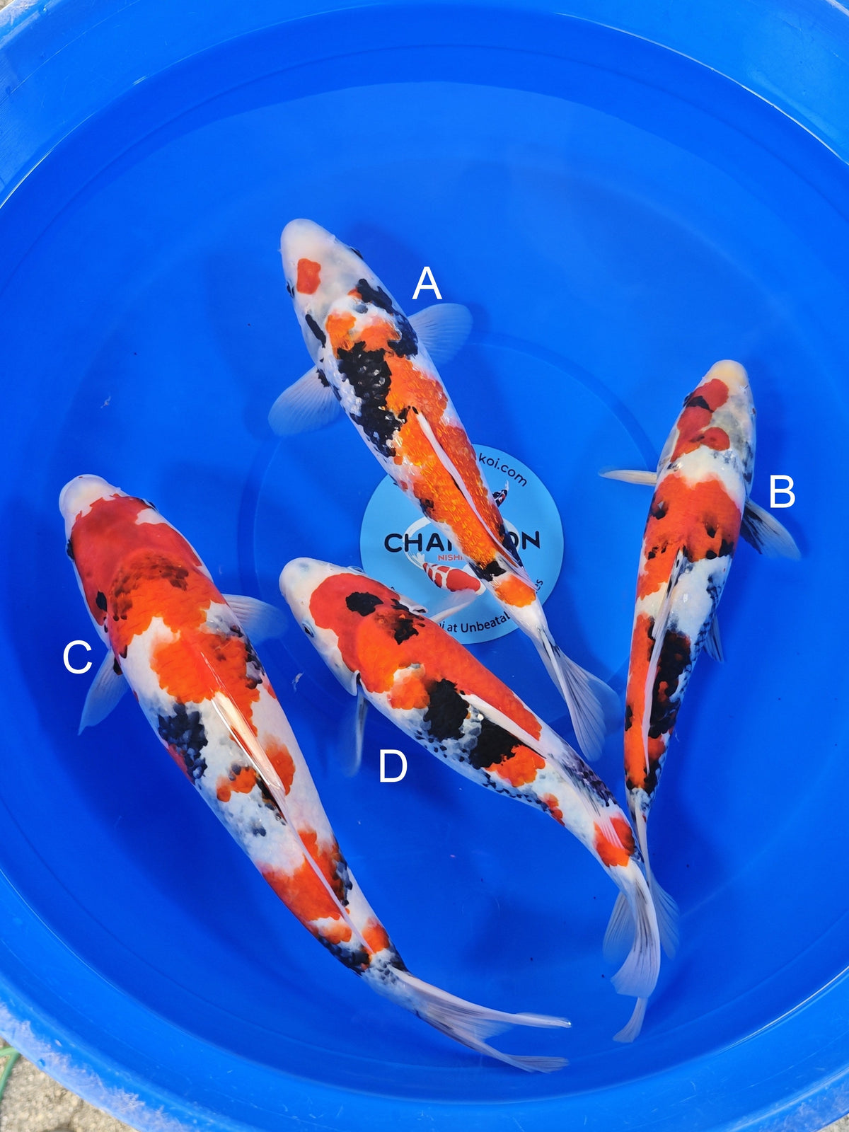 Ogata Ginrin Showa koi for sale — 32-35 cm at ChampKoi