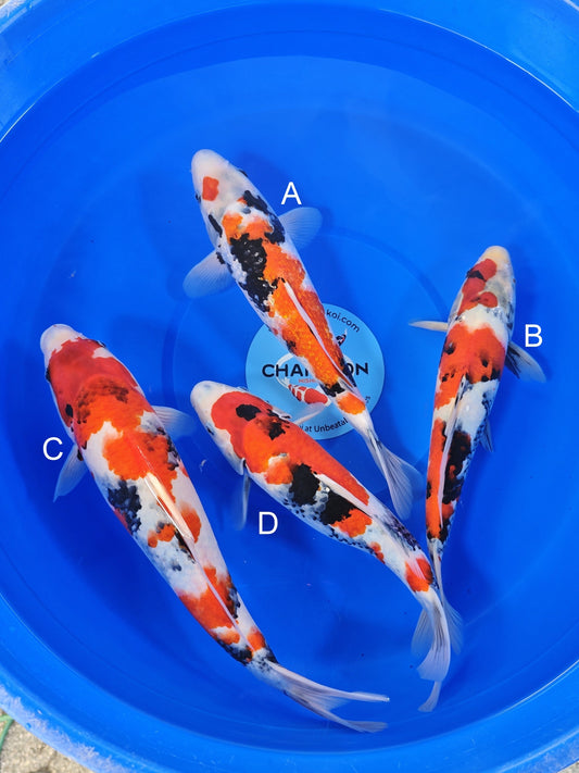 Ogata Ginrin Showa koi for sale — 32-35 cm at ChampKoi