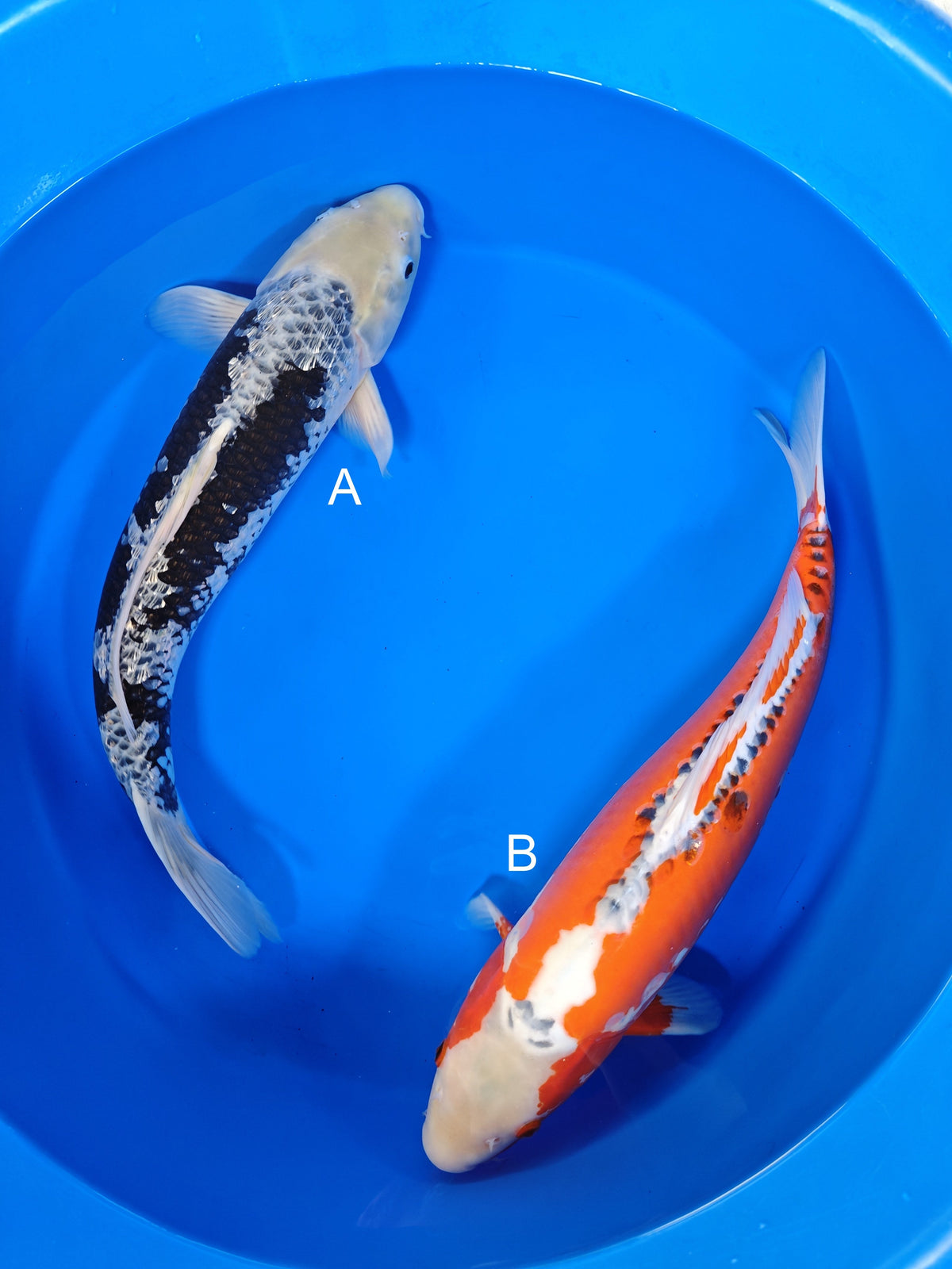 Maruhiro Ginrin Matsukawabake koi for sale at ChampKoi