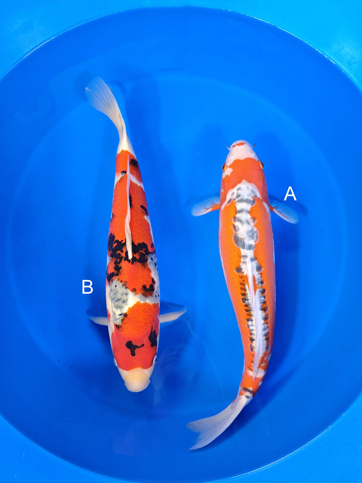 Maruhiro Shusui koi for sale at ChampKoi